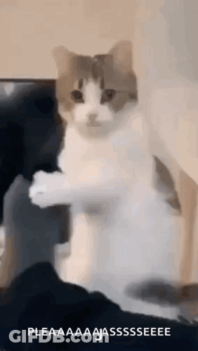 A Cat Is Sitting On A Couch With Its Paws Up . GIF