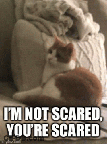 A Cat Is Sitting On A Couch With The Caption I 'M Not Scared You 'Re Scared . GIF