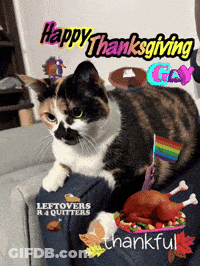 A Cat Is Sitting On A Couch With The Words Happy Thanksgiving Gay Written On The Top GIF