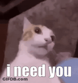 A Cat Is Sitting On A Couch With The Words `` I Need You '' Written Next To It . GIF