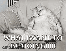 A Cat Is Sitting On A Couch With The Words `` What I Want To Be Doing '' Written On It . GIF