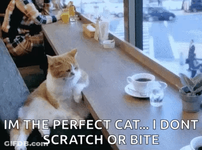 A Cat Is Sitting On A Counter In A Restaurant With A Cup Of Coffee And A Glass Of Water . GIF