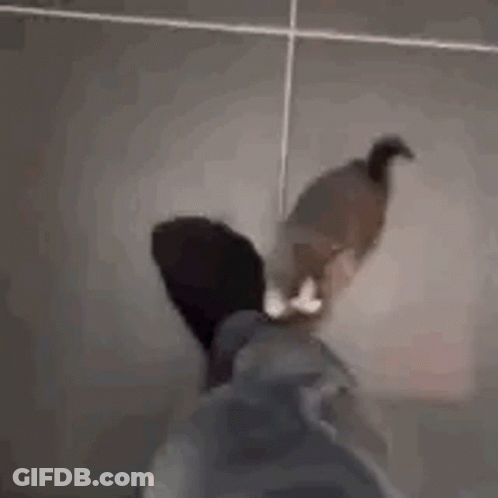 A Cat Is Sitting On A Person 'S Feet And Looking At The Camera . GIF