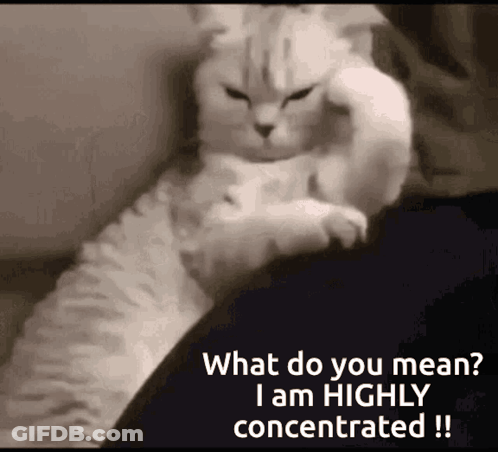 A Cat Is Sitting On A Person 'S Lap And Asking What Do You Mean I Am Highly Concentrated ! GIF