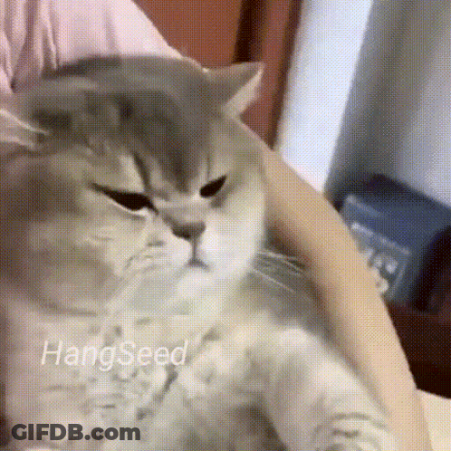 A Cat Is Sitting On A Person 'S Lap And Looking At The Camera With The Words Hangseed Above It . GIF