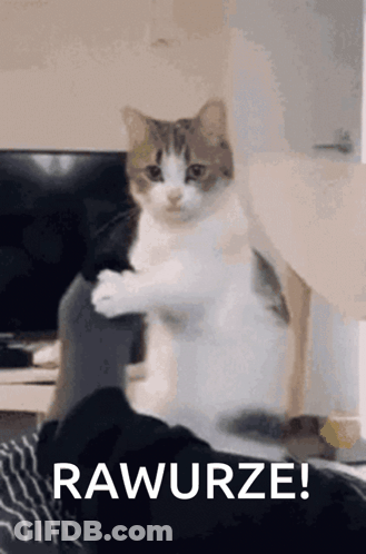 A Cat Is Sitting On A Person 'S Lap And Looking At The Camera With The Words Rawurze Written Below It . GIF