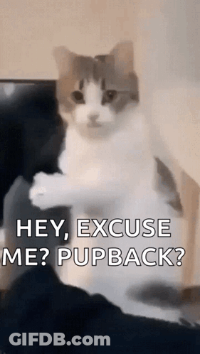 A Cat Is Sitting On A Person 'S Lap And Saying Hey Excuse Me ? Pupback ? GIF