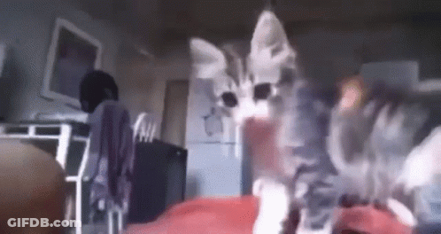 A Cat Is Sitting On A Person 'S Lap In A Room . GIF