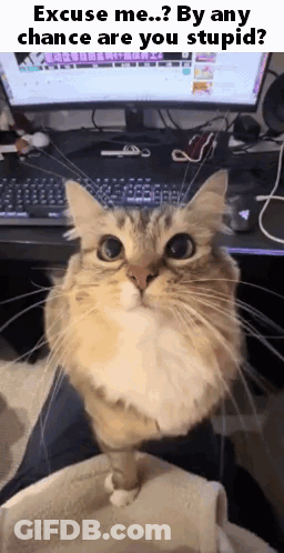 A Cat Is Sitting On A Person 'S Lap In Front Of A Computer Monitor And Keyboard . GIF