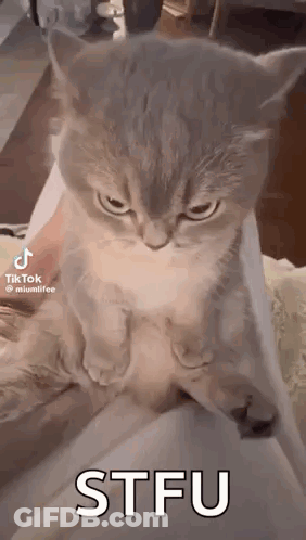 A Cat Is Sitting On A Person 'S Lap Looking At The Camera . GIF