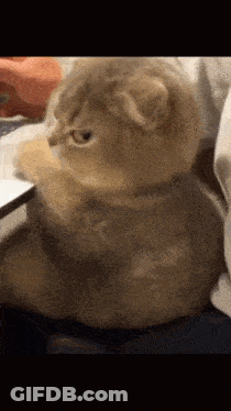 A Cat Is Sitting On A Person 'S Lap Looking At The Camera GIF