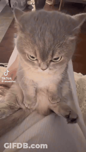 A Cat Is Sitting On A Person 'S Lap With A Tiktok Watermark GIF
