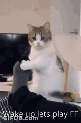 A Cat Is Sitting On A Person 'S Lap With The Words `` Wake Up Lets Play Ff '' Below It . GIF