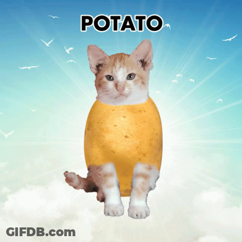 A Cat Is Sitting On A Potato With The Word Potato Written Above It GIF