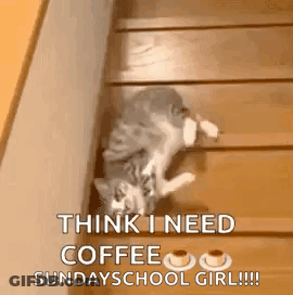 A Cat Is Sitting On A Set Of Wooden Stairs . GIF