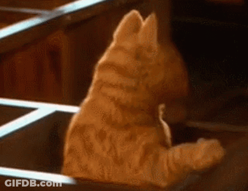 A Cat Is Sitting On A Shelf And Looking At Its Reflection In The Mirror . GIF