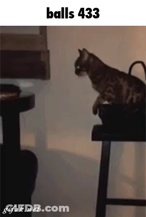 A Cat Is Sitting On A Stool With The Words Balls 433 On The Bottom GIF