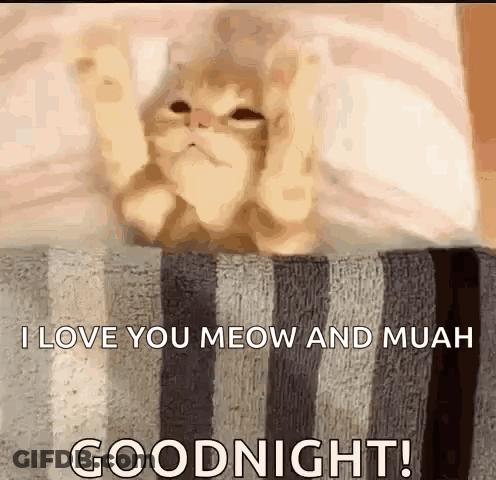 A Cat Is Sitting On A Striped Blanket With Its Paws Up And Says `` I Love You Meow And Muah '' GIF