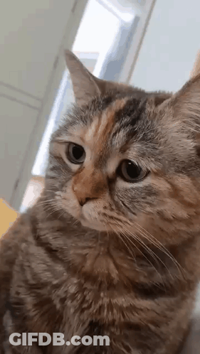 A Cat Is Sitting On A Table And Looking At The Camera . GIF