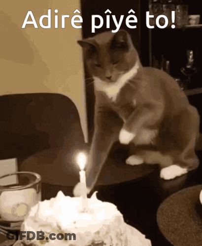 A Cat Is Sitting On A Table Next To A Birthday Cake With A Candle Lit GIF