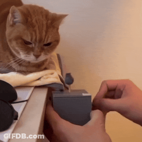 A Cat Is Sitting On A Table Next To A Person Holding Something GIF