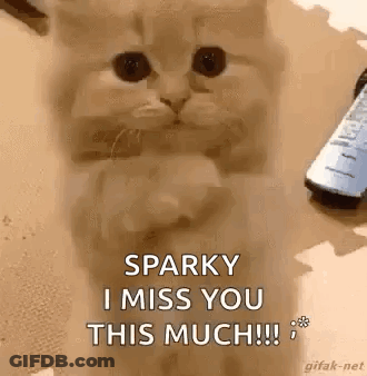 A Cat Is Sitting On A Table Next To A Remote Control And Saying `` Sparky I Miss You This Much ! '' GIF
