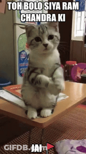 A Cat Is Sitting On A Table With A Caption That Says " Toh Bolo Siya Ram Chandra Ki Jai " GIF