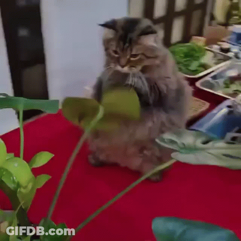 A Cat Is Sitting On A Table With A Plant In Front Of It GIF