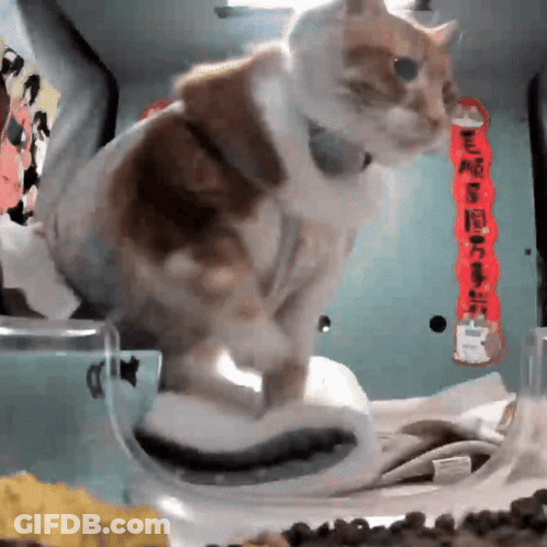 A Cat Is Sitting On A Table With Chinese Writing On The Wall GIF
