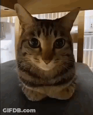 A Cat Is Sitting On A Table With Its Arms Crossed . GIF