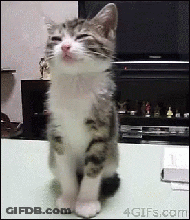 A Cat Is Sitting On A Table With Its Eyes Closed And A Tv In The Background . GIF