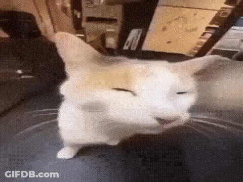 A Cat Is Sitting On A Table With Its Eyes Closed And Looking At The Camera . GIF