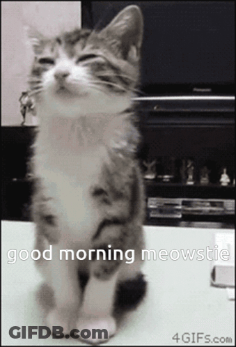 A Cat Is Sitting On A Table With Its Eyes Closed And The Words Good Morning Meowstic Above It GIF