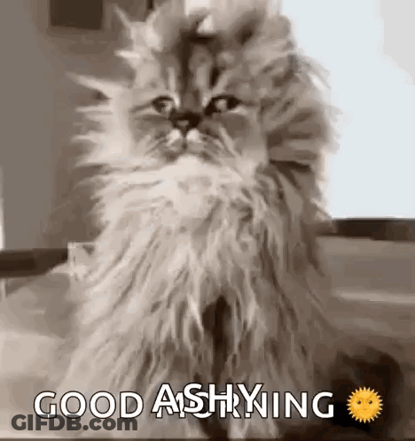 A Cat Is Sitting On A Table With The Words `` Good Afternoon '' Written On It . GIF