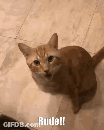A Cat Is Sitting On A Tiled Floor And Looking At The Camera With The Caption Rude ! GIF
