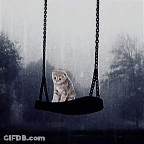 A Cat Is Sitting On A Tire Swing . GIF