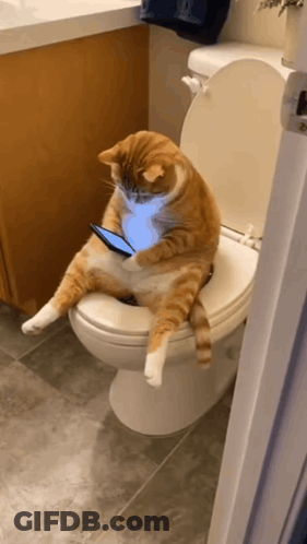 A Cat Is Sitting On A Toilet With A Cell Phone In Its Mouth GIF
