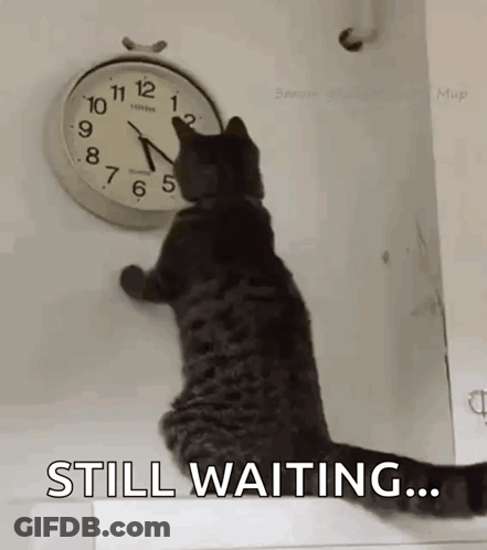 A Cat Is Sitting On A Wall Looking At A Clock That Says Still Waiting . GIF
