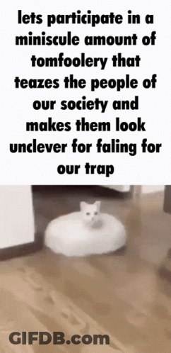 A Cat Is Sitting On A White Ottoman On A Wood Floor . GIF