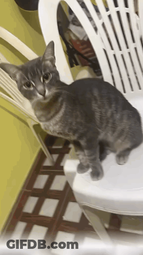 A Cat Is Sitting On A White Plastic Chair GIF