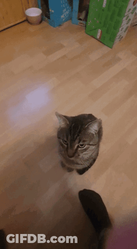 A Cat Is Sitting On A Wooden Floor In Front Of A Cardboard Box That Says ' Oxo ' On It GIF