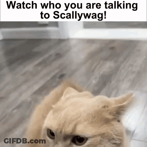 A Cat Is Sitting On A Wooden Floor With The Words `` Watch Who You Are Talking To Scallywag ! '' GIF
