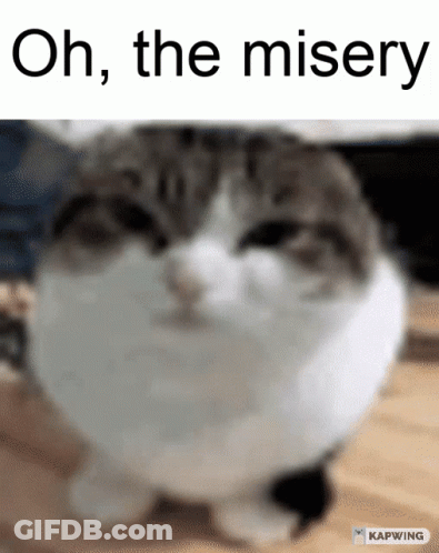 A Cat Is Sitting On A Wooden Table With The Words Oh The Misery Above It GIF