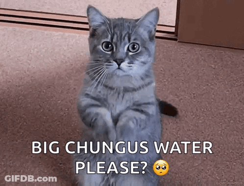 A Cat Is Sitting On Its Hind Legs And Asking For Big Chungus Water Please . GIF