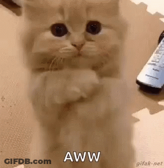 A Cat Is Sitting On Its Hind Legs And Looking At The Camera While A Remote Control Is In The Background . GIF