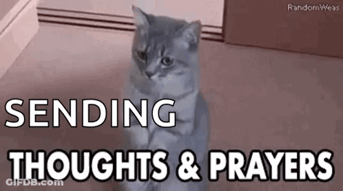 A Cat Is Sitting On Its Hind Legs In A Room With The Words `` Sending Thoughts And Prayers '' Written Above It . GIF