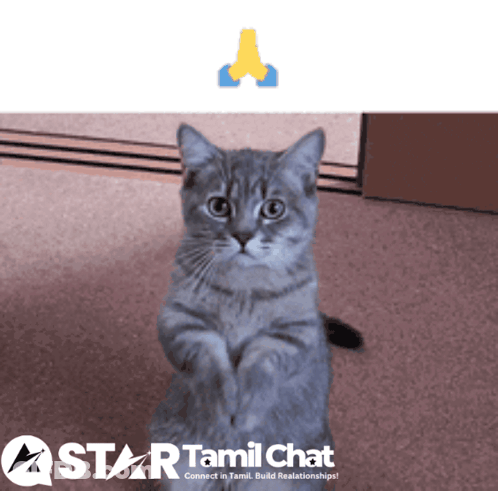 A Cat Is Sitting On Its Hind Legs In Front Of A Star Tamil Chat Sign GIF