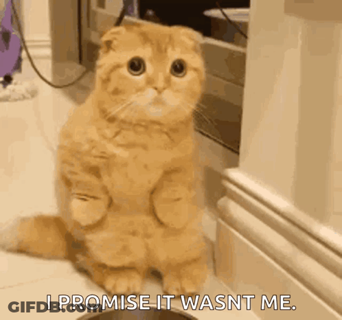 A Cat Is Sitting On Its Hind Legs Next To A Bowl And Saying I Promise It Wasn 'T Me . GIF