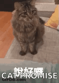 A Cat Is Sitting On Its Hind Legs On A Couch And Looking At The Camera . GIF