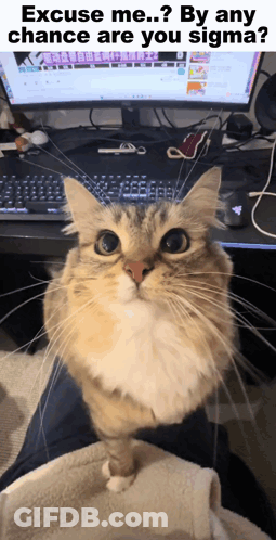 A Cat Is Sitting On Someone 'S Lap In Front Of A Computer Monitor And Keyboard GIF